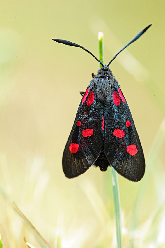 Zygaena filipendulae?